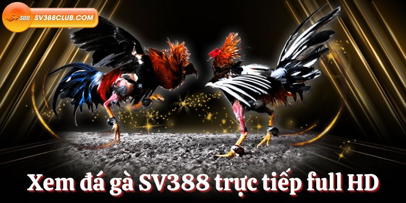 Đánh giá dịch vụ của Công ty 7Ball Games - 7Ball